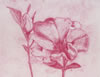 Cherokee Rose (Pink)